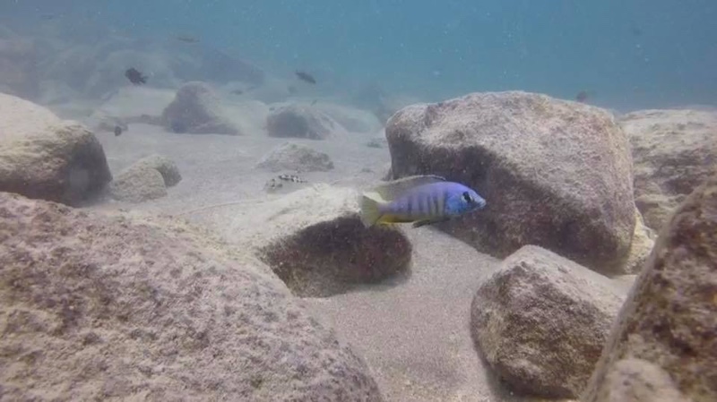 Mylochromis mola 'Chizumulu Island'